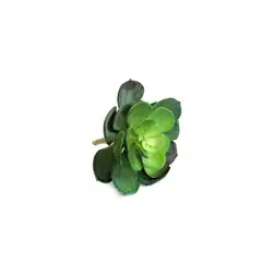 RENOVEMOS - Suculenta echeverria 10 x 14 cm