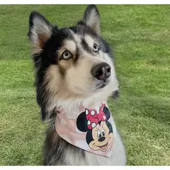 DISNEY - Ropa para mascotas - pañoleta minnie mouse T S-M