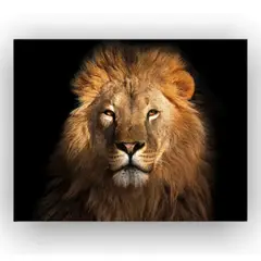 EKONOMODO COLOMBIA - Cuadro cara leon 120X905