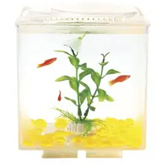 SEACHEM - Betera AppIe Window Acuario Bettas Aquasyncro 3lt