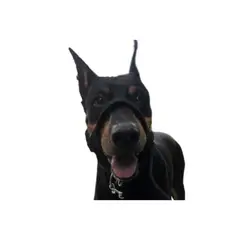 GENERICO - Collar Halti Anti Tirones Adiestramiento + Correa (L) Negro