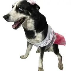 AMERICO SHOP - Disfraz de Princesa para Perro Grande Mascota Talla 5XL