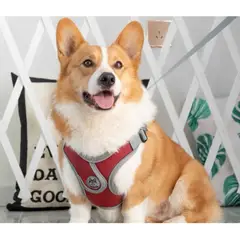 AFM - Pechera con Correa Premium para perros talla L