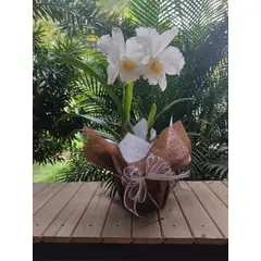 GENERICO - Sustrato Orquidea Planta hogar Turba Coco + Corteza Pino