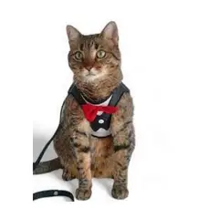 AFM - PECHERA SMOKING TALLAS XL PARA MASCOTAS