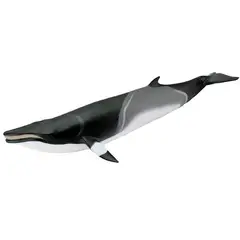 SAFARI - Figura Coleccionable Ballena Minke