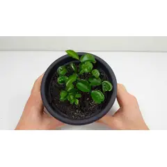 GENERICO - Semillas Limon Hogar Casa Cultivo Aromatica Huerta