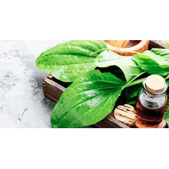 GENERICO - Semillas Llantén Fruta Arbol Jardin Cultivo Planta Aromatica