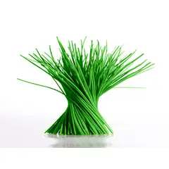 GENERICO - Semillas Cebollin Fino Siembra Casa Huerto Cultivo Hortaliza