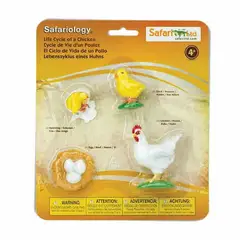 SAFARI - Ciclo De Vida De Un Pollo