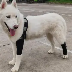 GENERICO - Ferula Tirantes Para Piernas De Perro Soporte Para Cuidado tallas M