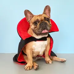 WAWAW - Disfraz para perro talla XS drácula Halloween