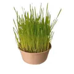 MAOS - Trigo Semillas Pasto Gatuno Para Germinar