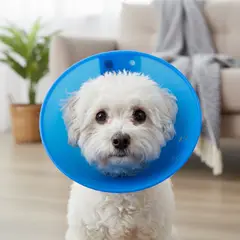 AM MASCOTAS - Collares Isabelinos Pequeño