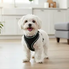 AM MASCOTAS - Pechera Loft L