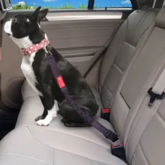 AM MASCOTAS - Cinturón de Seguridad