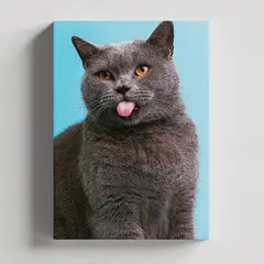 TAYRONA STORE - Cuadros Retablo Animales Gatos 450 - 50x35cm