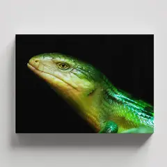 TAYRONA STORE - Cuadros Retablo Animales Varios 019 - 50x35cm
