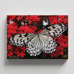 TAYRONA STORE - Cuadros Retablo Animales Mariposas 396 - 50x35cm