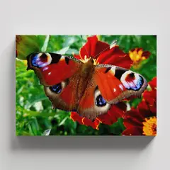 TAYRONA STORE - Cuadros Retablo Animales Mariposas 397 - 50x35cm