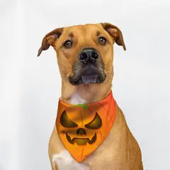 GENERICO - Pañoletas de Halloween para Mascotas Talla XL- Calabaza