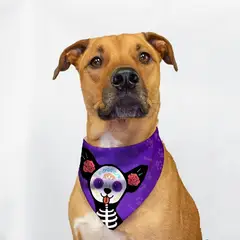 GENERICO - Pañoletas de Halloween para Mascotas Talla S - Catrina