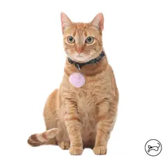 TOTTO - Collar Para Gato Michi Negro