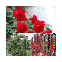 GENERICO - Semillas De Rosas Rojas De Enredadera