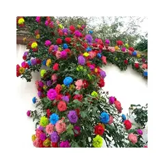 GENERICO - Semillas de Rosas Enredaderas Exóticas Color Mixto