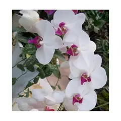 GENERICO - Semillas de Orquídeas Exóticas Blancas-Rosadas