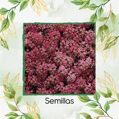 GENERICO - 100 Semillas Orgánicas De Flor De Aliso Rosa