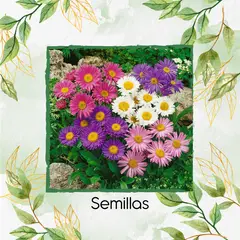 GENERICO - 65 Semillas Orgánicas De Flor Aster Arco Iris