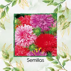 GENERICO - 35 Semillas Orgánicas De Flor Aster Pluma De Avestruz