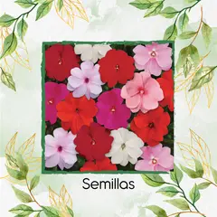 GENERICO - 100 Semillas Orgánicas De Flor Besitos