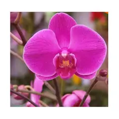 GENERICO - Semillas de Orquídeas Raras Exóticas Rosadas Fucsia