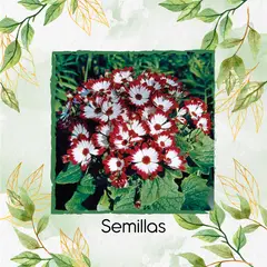 GENERICO - 60 Semillas Orgánicas De Flor Cineraria