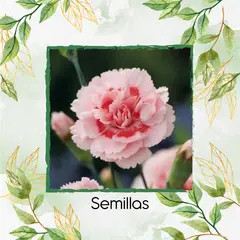 GENERICO - 25 Semillas Orgánicas De Flor Clavel Mezcla