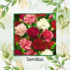 GENERICO - 40 Semillas Orgánicas De Flor Clavel Chabaud
