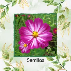 GENERICO - 750 Semillas Orgánicas De Flor Cosmos