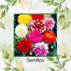 GENERICO - 30 Semillas Orgánicas De Flor Dalia Decorativa