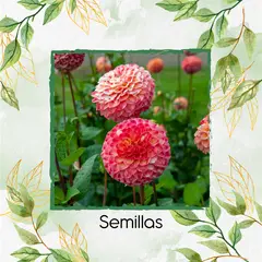 GENERICO - 35 Semillas Orgánicas De Flor Dalia Pompón