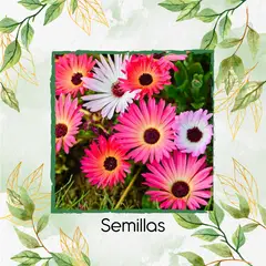 GENERICO - 50 Semillas Orgánicas De Flor Del Medio Día