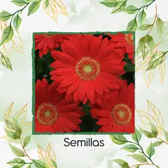 GENERICO - 10 Semillas Orgánicas De Flor Gerbera