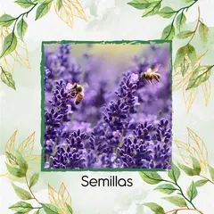 GENERICO - 4.000 Semillas Orgánicas De Flor Lavanda