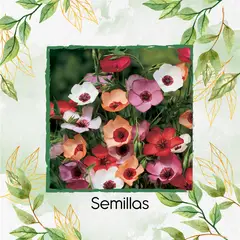 GENERICO - 25 Semillas Orgánicas De Flor Lino