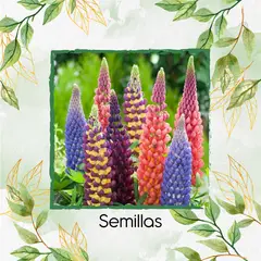 GENERICO - 140 Semillas Orgánicas De Flor Lupinus Altramuz