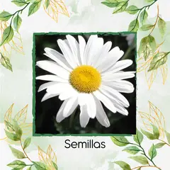 GENERICO - 5.600 Semillas Orgánicas De Flor Margarita Crisantemo