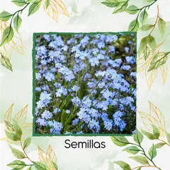 GENERICO - 50 Semillas Orgánicas De Flor No Me Olvides Azul