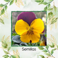 GENERICO - 200 Semillas Orgánicas De Flor Pensamiento Cornuta