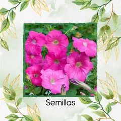 GENERICO - 100 Semillas Orgánicas De Flor Petunia Rosa